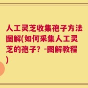 人工灵芝收集孢子方法图解(如何采集人工灵芝的孢子？-图解教程)