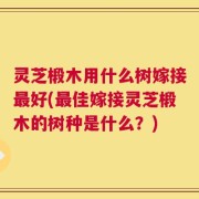 灵芝椴木用什么树嫁接最好(最佳嫁接灵芝椴木的树种是什么？)