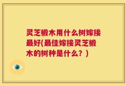 灵芝椴木用什么树嫁接最好(最佳嫁接灵芝椴木的树种是什么？)