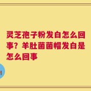 灵芝孢子粉发白怎么回事？羊肚菌菌帽发白是怎么回事