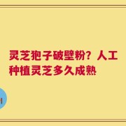 灵芝狍子破壁粉？人工种植灵芝多久成熟