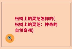 松树上的灵芝怎样的(松树上的灵芝：神奇的自然奇观)