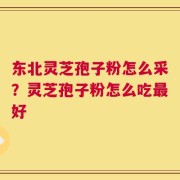 东北灵芝孢子粉怎么采？灵芝孢子粉怎么吃最好