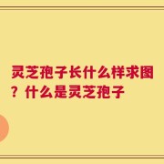 灵芝孢子长什么样求图？什么是灵芝孢子