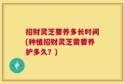 招财灵芝要养多长时间(种植招财灵芝需要养护多久？)