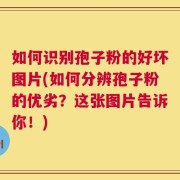 如何识别孢子粉的好坏图片(如何分辨孢子粉的优劣？这张图片告诉你！)