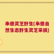 承德灵芝野生(承德自然生态野生灵芝采摘)