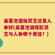 桑葚泡酒加灵芝还是人参好(桑葚泡酒搭配灵芝与人参哪个更佳？)