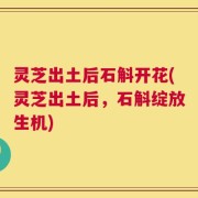 灵芝出土后石斛开花(灵芝出土后，石斛绽放生机)