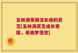 五林洞采摘没长成的灵芝(五林洞灵芝成长受阻，采摘梦落空)