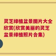 灵芝绿植盆景图片大全欣赏(欣赏美丽的灵芝盆景绿植照片合集)