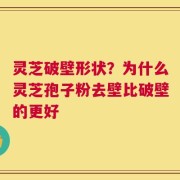 灵芝破壁形状？为什么灵芝孢子粉去壁比破壁的更好