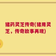 猪药灵芝传奇(猪用灵芝，传奇故事再现)