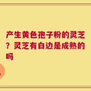 产生黄色孢子粉的灵芝？灵芝有白边是成熟的吗