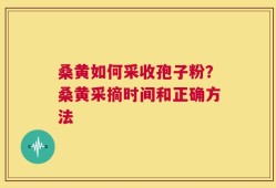桑黄如何采收孢子粉？桑黄采摘时间和正确方法