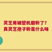 灵芝用破壁机磨粉了？真灵芝孢子粉是什么味