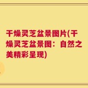 干燥灵芝盆景图片(干燥灵芝盆景图：自然之美精彩呈现)
