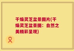 干燥灵芝盆景图片(干燥灵芝盆景图：自然之美精彩呈现)