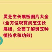 灵芝生长展板图片大全(全方位观赏灵芝生长展板，全面了解灵芝种植技术和功效)