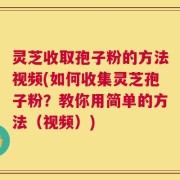 灵芝收取孢子粉的方法视频(如何收集灵芝孢子粉？教你用简单的方法（视频）)