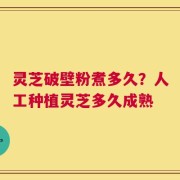 灵芝破壁粉煮多久？人工种植灵芝多久成熟