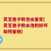 灵芝孢子粉泡水鉴定(灵芝孢子粉水泡的好坏如何鉴别)