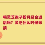 喝灵芝孢子粉月经会退后吗？灵芝什么时候采摘