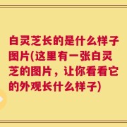 白灵芝长的是什么样子图片(这里有一张白灵芝的图片，让你看看它的外观长什么样子)