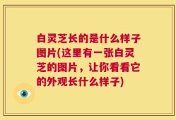 白灵芝长的是什么样子图片(这里有一张白灵芝的图片，让你看看它的外观长什么样子)
