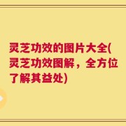 灵芝功效的图片大全(灵芝功效图解，全方位了解其益处)