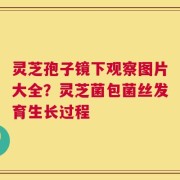 灵芝孢子镜下观察图片大全？灵芝菌包菌丝发育生长过程