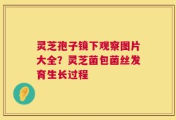 灵芝孢子镜下观察图片大全？灵芝菌包菌丝发育生长过程