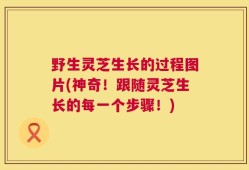 野生灵芝生长的过程图片(神奇！跟随灵芝生长的每一个步骤！)