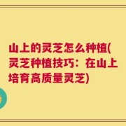 山上的灵芝怎么种植(灵芝种植技巧：在山上培育高质量灵芝)