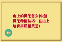 山上的灵芝怎么种植(灵芝种植技巧：在山上培育高质量灵芝)