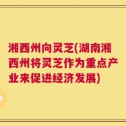 湘西州向灵芝(湖南湘西州将灵芝作为重点产业来促进经济发展)