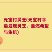 元宝村灵芝(元宝村幸运发现灵芝，重燃希望与生机)