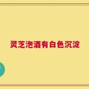 灵芝泡酒有白色沉淀