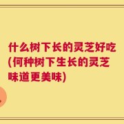 什么树下长的灵芝好吃(何种树下生长的灵芝味道更美味)