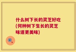 什么树下长的灵芝好吃(何种树下生长的灵芝味道更美味)