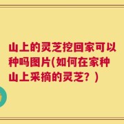 山上的灵芝挖回家可以种吗图片(如何在家种山上采摘的灵芝？)