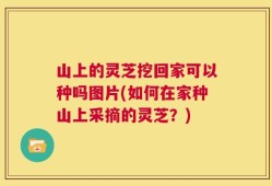 山上的灵芝挖回家可以种吗图片(如何在家种山上采摘的灵芝？)