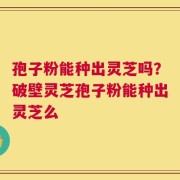 孢子粉能种出灵芝吗？破壁灵芝孢子粉能种出灵芝么