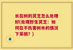 长在树的灵芝怎么处理好(处理野生灵芝：如何在不伤害树木的情况下采摘？)