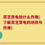 灵芝煲龟放什么作用(了解灵芝煲龟的功效与作用)