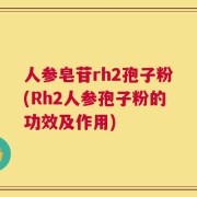 人参皂苷rh2孢子粉(Rh2人参孢子粉的功效及作用)