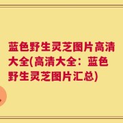 蓝色野生灵芝图片高清大全(高清大全：蓝色野生灵芝图片汇总)