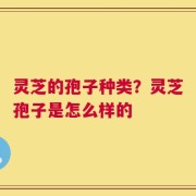 灵芝的孢子种类？灵芝孢子是怎么样的
