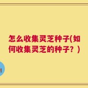 怎么收集灵芝种子(如何收集灵芝的种子？)