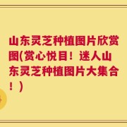 山东灵芝种植图片欣赏图(赏心悦目！迷人山东灵芝种植图片大集合！)